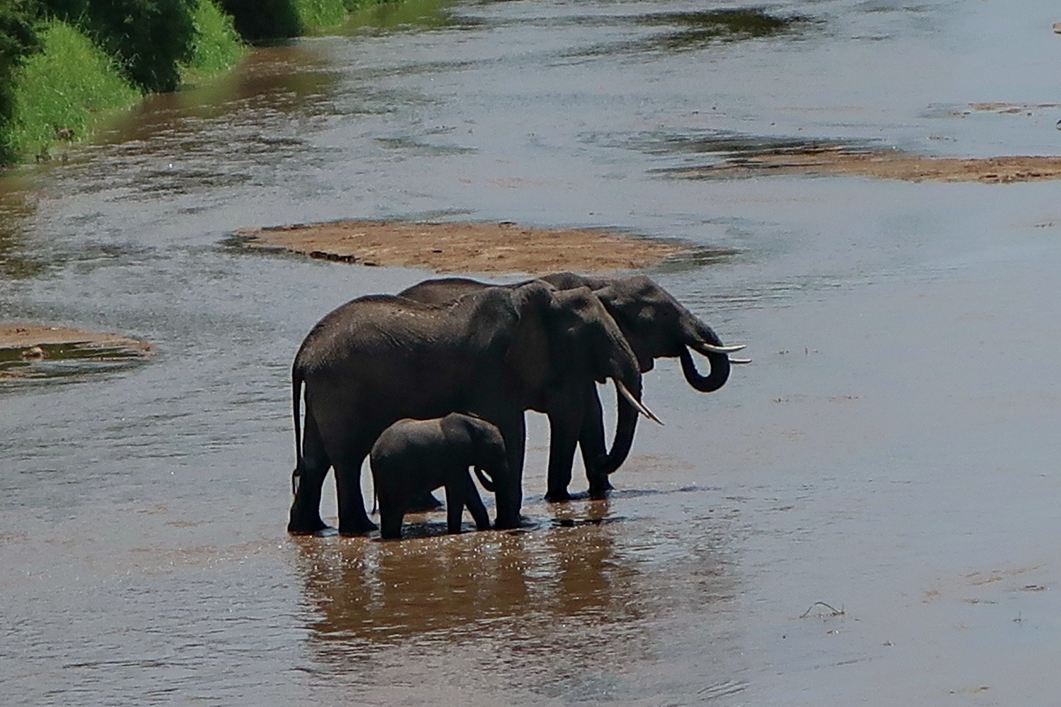 Two Elephants with a little one
